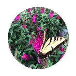 Butterfly Bush with Butterfly